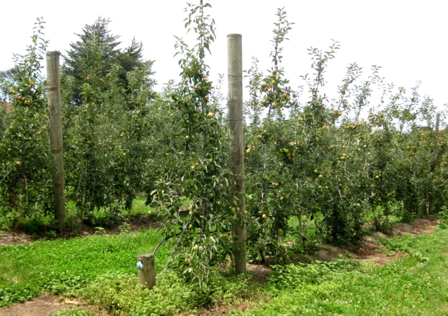 pruning apple trees pictures. Orange Pippin apple trees,