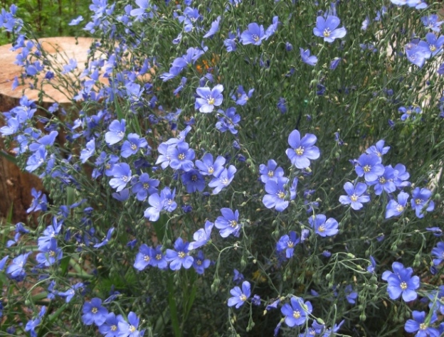 Beautiful blue flax acts like a perennial now
