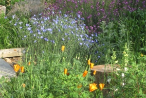Poppies and blue flax in spring 2010