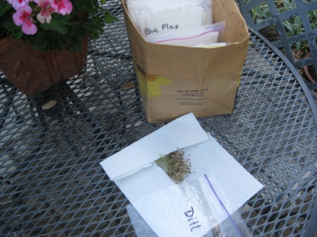 Collect seeds and place in paper towel packet.