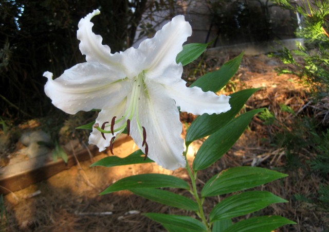 Easter lily in August