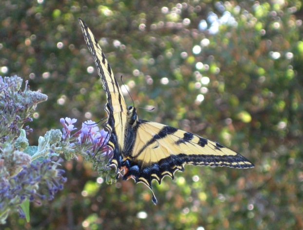 butterfly on the buddleia bush