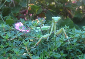 Female Mantis Hello!