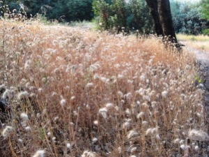 Cynosurus echinatus Dogtail grass