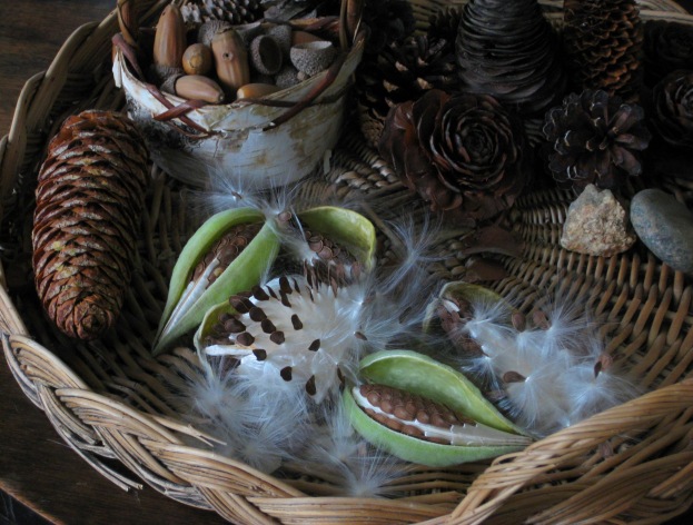 Milkweed seeds puff out in a pattern