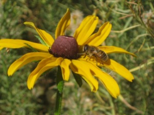 Bee on Black-eyed Susan, Rudbeckia hirta
