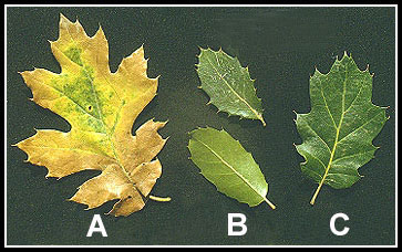A. California Black Oak (Q. kelloggii), a tall, deciduous tree; B. Interior Live Oak (Q. wislizenii var. frutescens), a large, evergreen shrub; C. Oracle Oak (Q. x morehus)