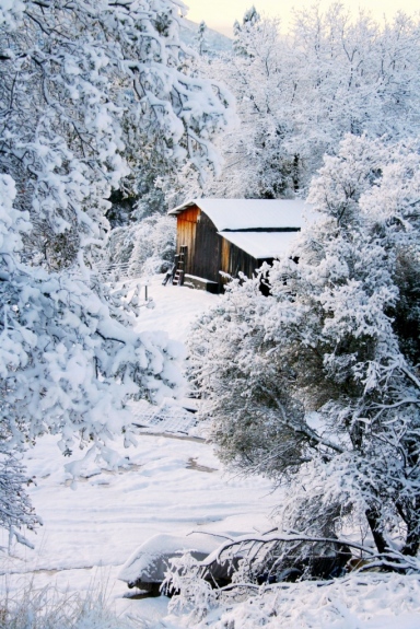 Snowy goat shed