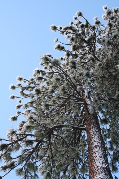 Snowy pine boughs