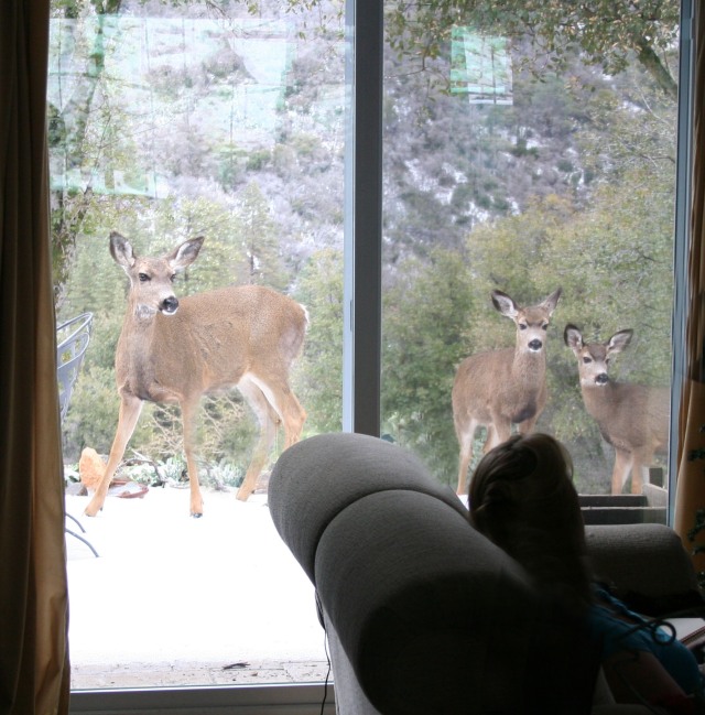 Three deer out the window