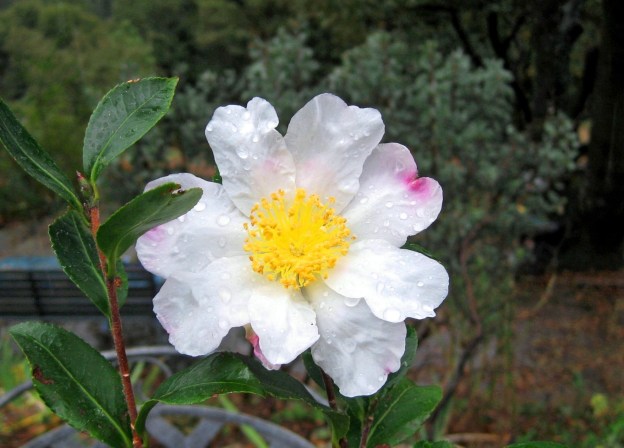 Sasanqua Camellia 'Hana-Jiman'