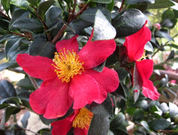 Sasanqua Camellia 'Yuletide'