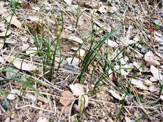 Ephemeral sprouts, Brodiaea and Pretty Face, in February