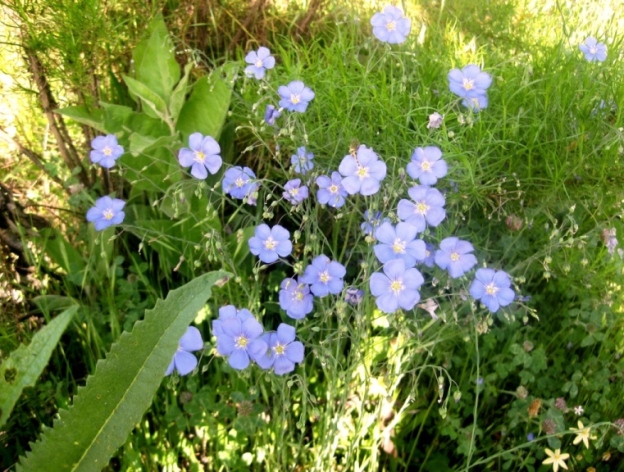 Flax, a perennial, by the side entry in 2009