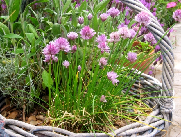 Chives are cut, then grow and cut again until the flowers are allowed to bloom, also edible!