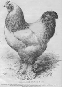 Brahma by Sewell Reliable Poultry Journal Asiatics