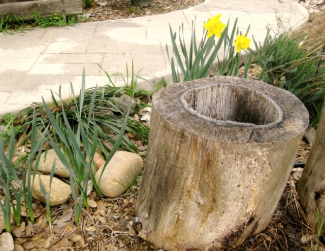 Hollow log waiting to be planted