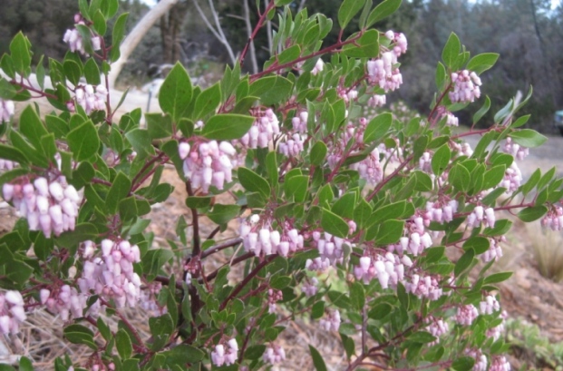 Manzanita ‘Howard McMinn’ blooms in mid March