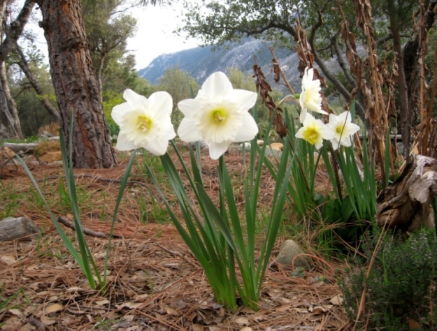 unknown daffodil