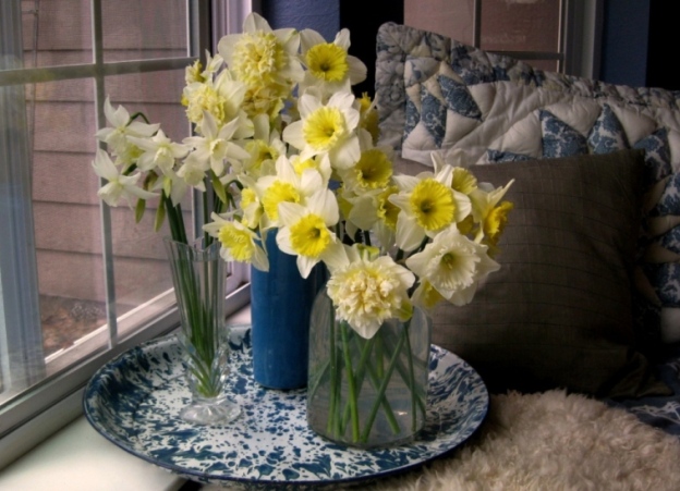 Daffodils cut and brought in before the storm. 'Ice Wings' in small glass vase.