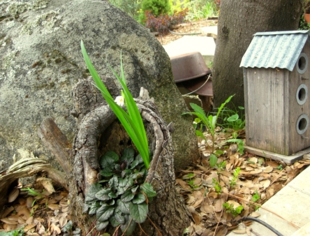 Three year old hollow log holds ajuga and a tiny bulb