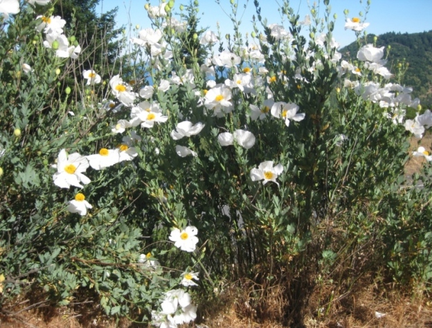 Matilija poppy stands 8 feet tall or more
