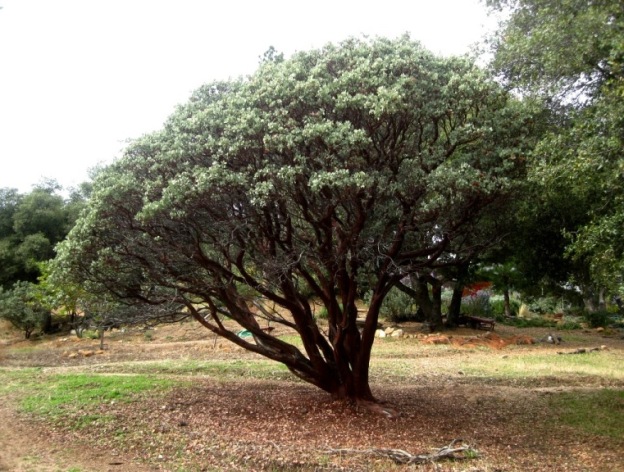 Manzanita 'circle' can be easily seen and means "Don't plant here!"