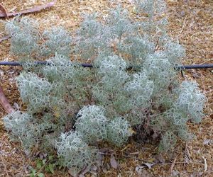 Artemisia versicolor 'Seafoam' Curlicue Sage