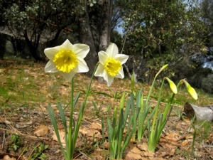 Daffodils...too sunny