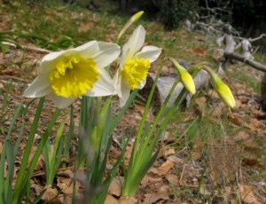 Softer light on daffodils