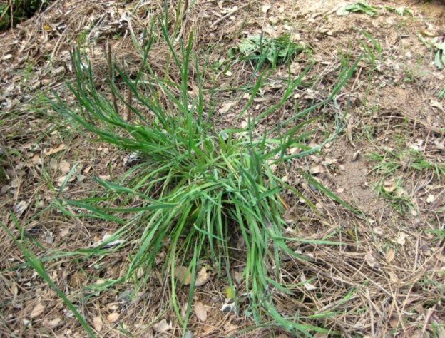 Blue-eyed grass can hide among other grasses before it blooms