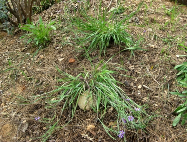 The two clumps on a south facing slope will spread by self seeding