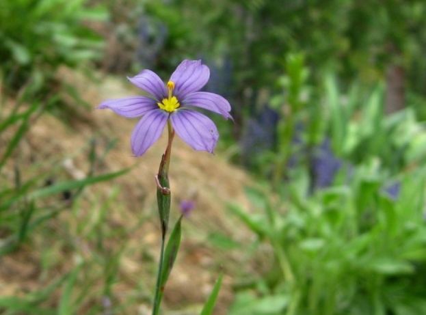 The flowers of Blue-eyed grass are about 3/4 to 1 inch wide