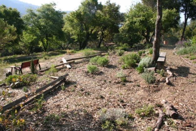 2008-Planting under oaks