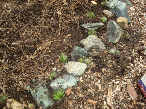 Starting with the rock edge where the bucket once stood, some hens and chicks are replanted