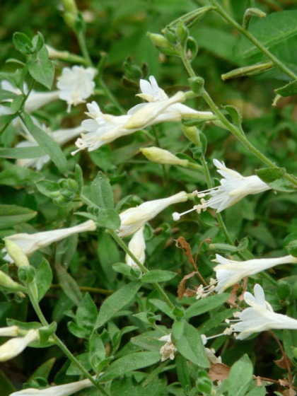 Zauschneria californica White, from the Eel River area