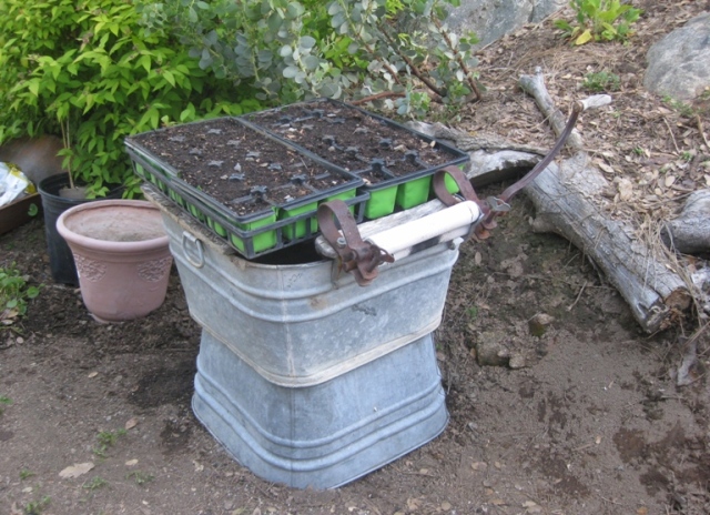 During all this was found, a home for my seedling trays, possibly