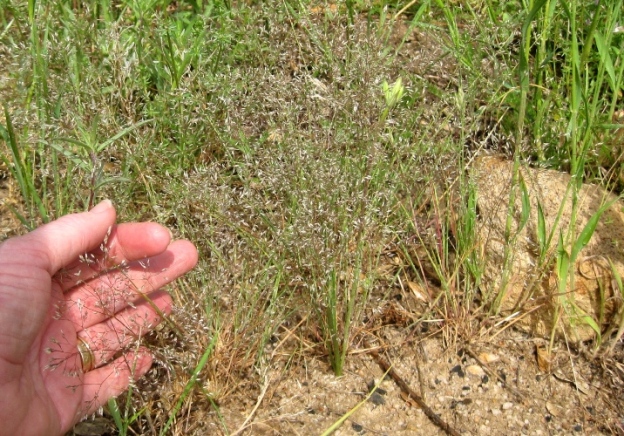 Achnatherum hymenoides, Indian Rice Grass