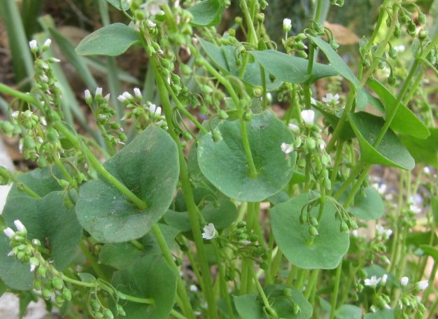 Miner's lettuce is the most recognizable wild edible plant now. 