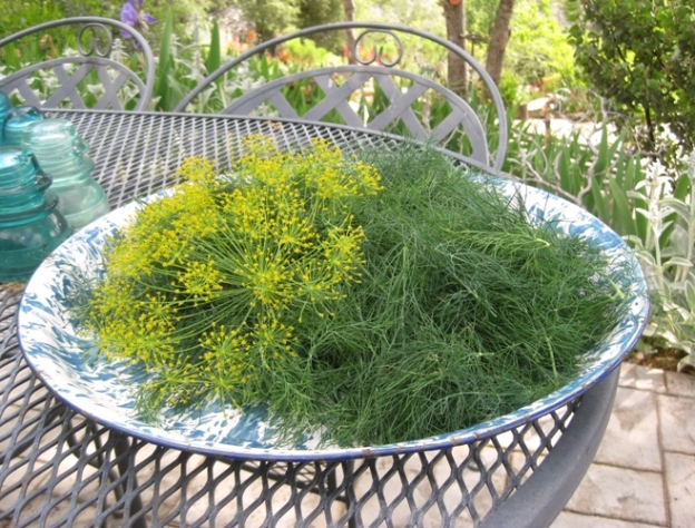 Harvested dill, enough for a whole lotta salmon