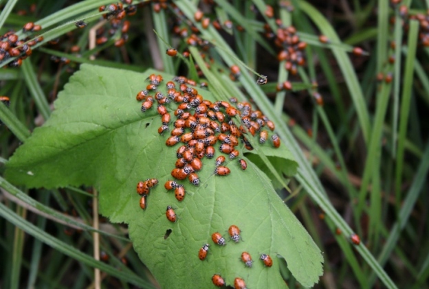 Ladybugs, crowding a leaf