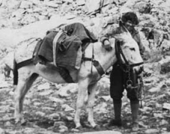 After her car could go no higher, Lester Rowntree would be accompanied by burro or mule.