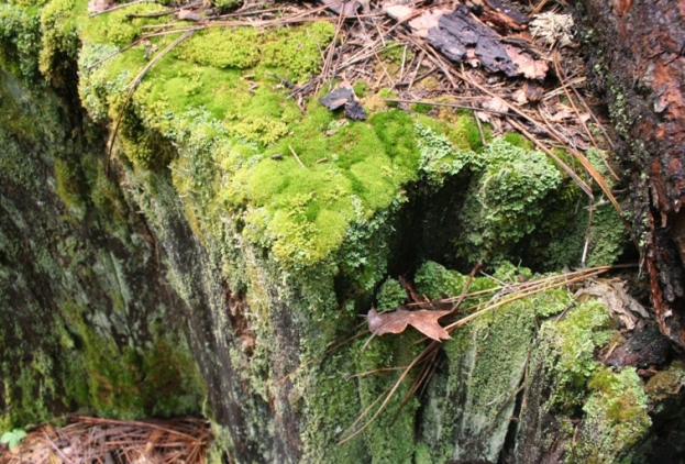 Lewis Creek moss rock