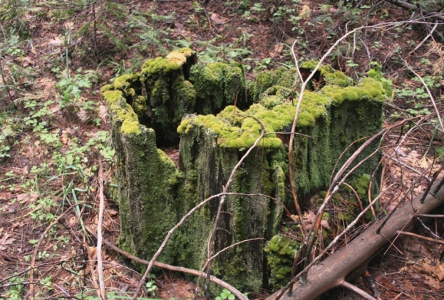 Lewis Creek mossy stump