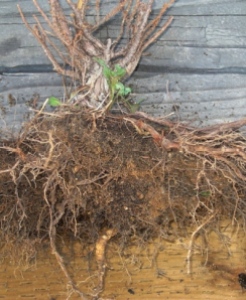 Mexican Primrose coming through root ball of killed plant. Yellowish fleshy root shows at the bottom.