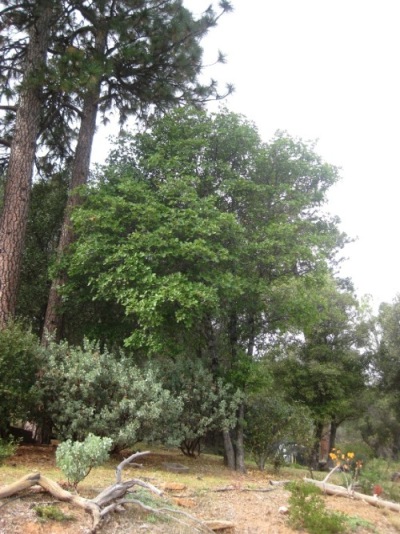 Quercus morehus, Oracle Oak, is common here, but the most rare of oaks in California