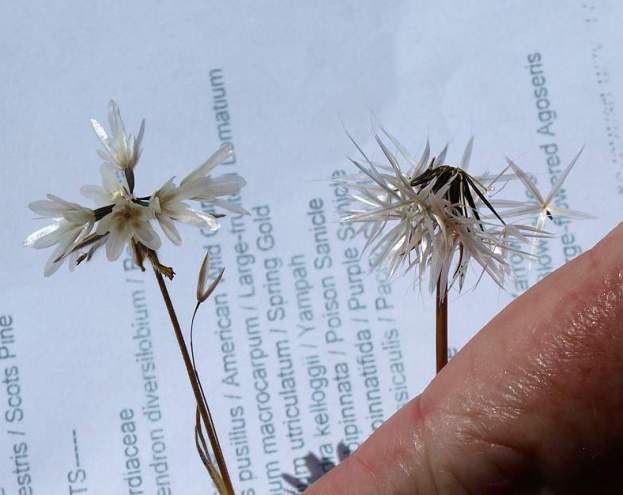 Blow-wives (Achyrachaena mollis, left) and silverpuffs (Uropappus lindleyi, right)