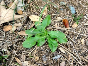 Common dandelion Taraxacum officinale seedling