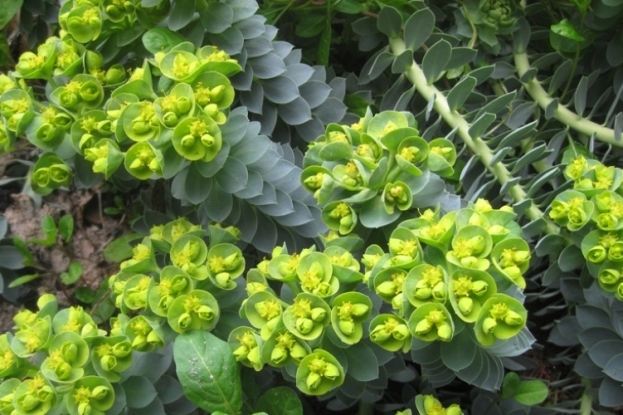 Donkey tail spurge in bloom