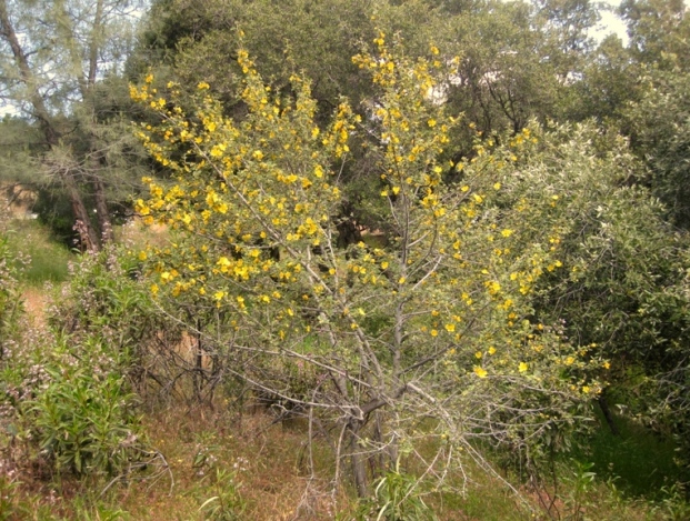 Flannel bush, Fremontodendron californicum